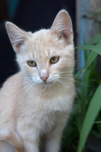 Chat Sauvage Portrait Atmosphère Fraîche — Photo