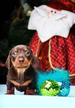 Köpek Noel köknar ağacı arka plan