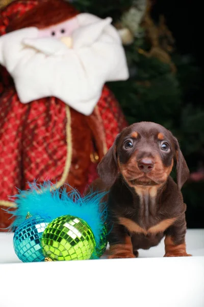 犬のクリスマス モミの木の背景 — ストック写真