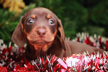 Köpek Noel köknar ağacı arka plan
