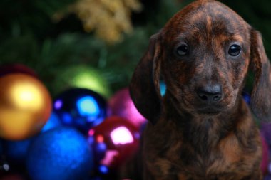 Köpek Noel köknar ağacı arka plan