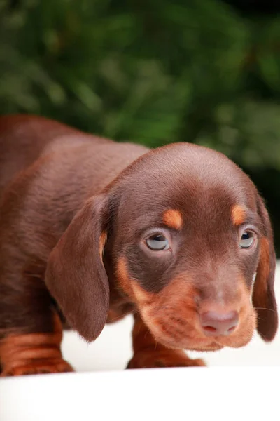 Cane Natale Abete Albero Sfondo — Foto Stock