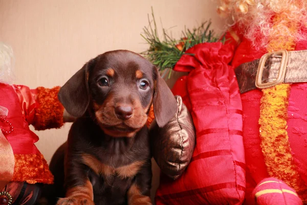 Cão Natal Fir Árvore Fundo — Fotografia de Stock