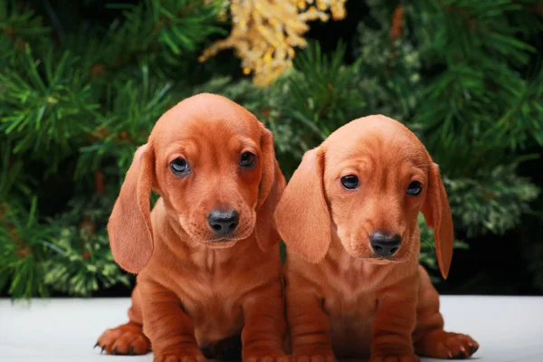 Hund Weihnachten Tanne Baum Hintergrund — Stockfoto