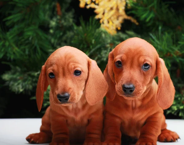 Chien Noël Fond Sapin — Photo