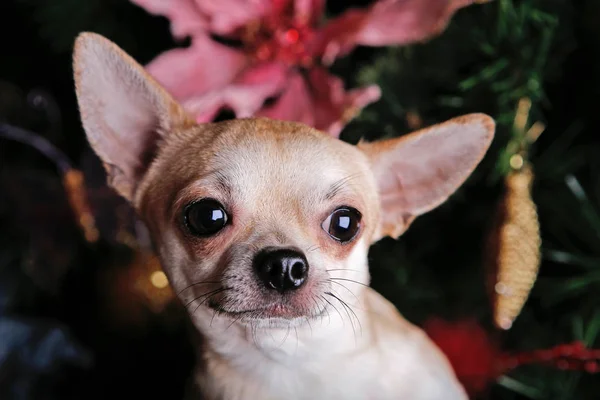 Dog Christmas Fir Tree Background — Stock Photo, Image