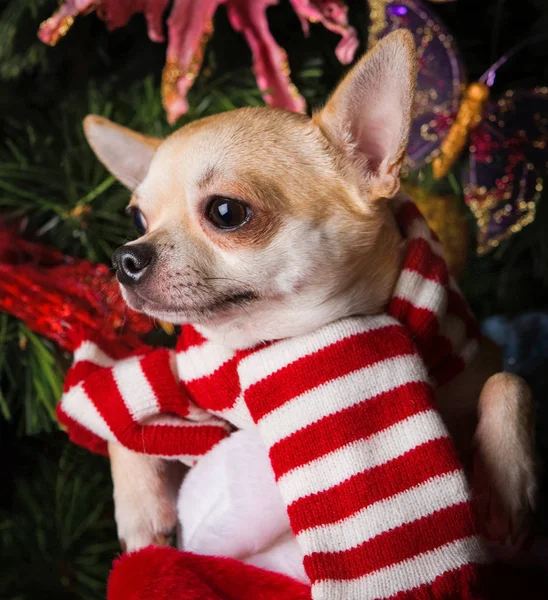 Dog Christmas Fir Tree Background — Stock Photo, Image