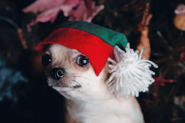 Perro Navidad Abeto Fondo —  Fotos de Stock