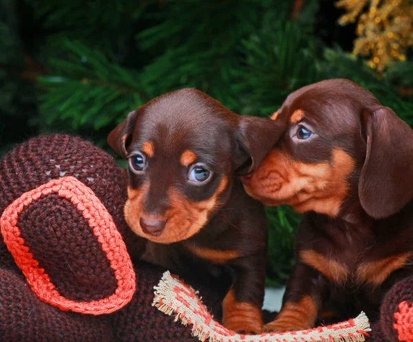 Hund Weihnachten Tanne Baum Hintergrund — Stockfoto