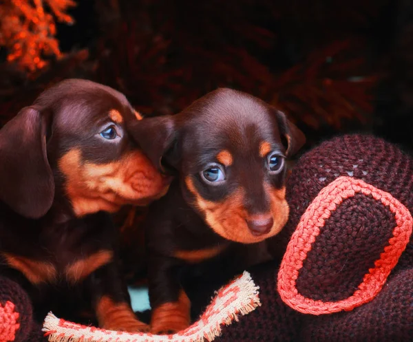 Köpek Noel Köknar Ağacı Arka Plan — Stok fotoğraf