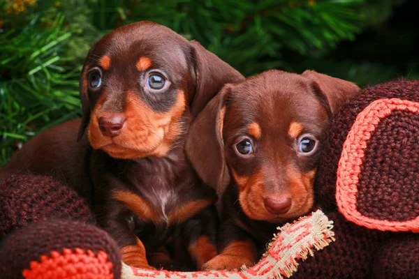 Perro Navidad Abeto Fondo —  Fotos de Stock