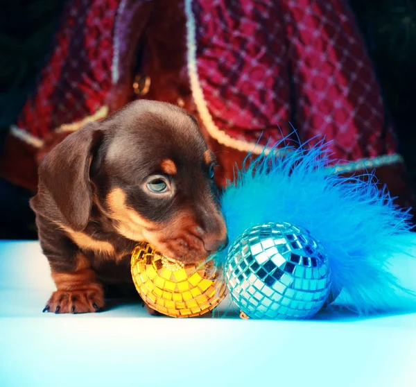 Hond Van Kerstmis Fir Tree Achtergrond — Stockfoto