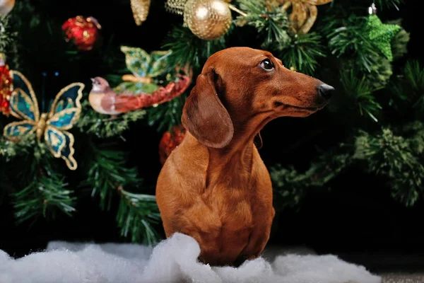 Chien Noël Fond Sapin — Photo