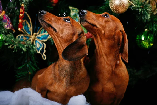 Perro Navidad Abeto Fondo — Foto de Stock