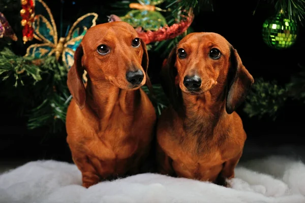 Σκύλος Χριστουγεννιάτικο Έλατο Παρασκήνιο — Φωτογραφία Αρχείου