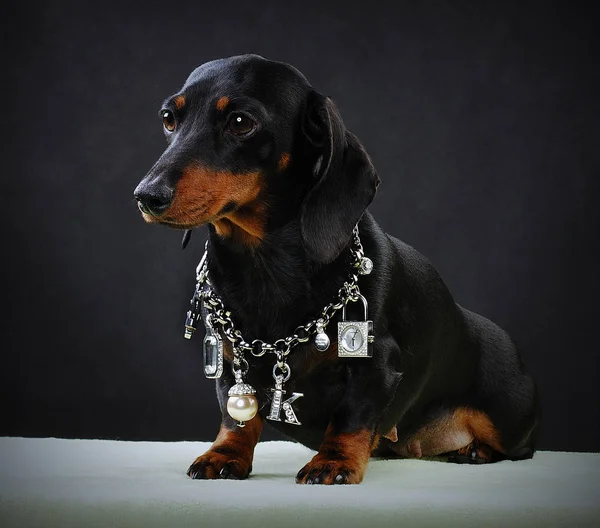 腊肠狗和珠宝 — 图库照片
