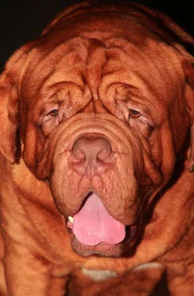 Röd Mastiff Bulldog Stående — Stockfoto