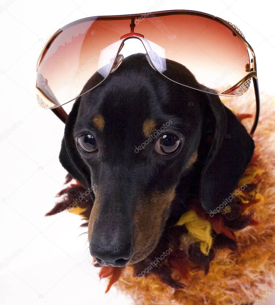 dachshund dog with glasses