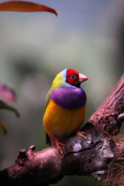 Aves Tropicais Natureza Selvagem — Fotografia de Stock