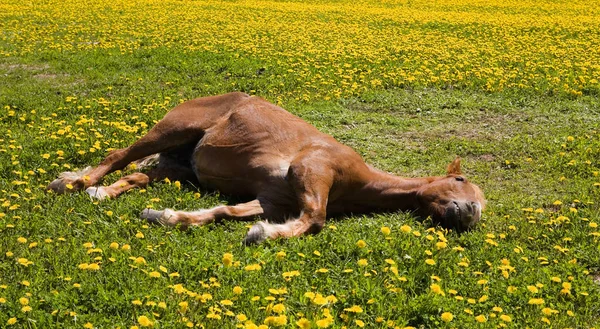 Dormir Caballo Verano Moscú —  Fotos de Stock