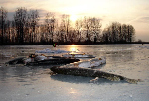 Astrakhan Pike Pesca Inverno Hora — Fotografia de Stock