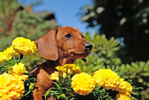 ダックスフント犬の夏の庭 — ストック写真