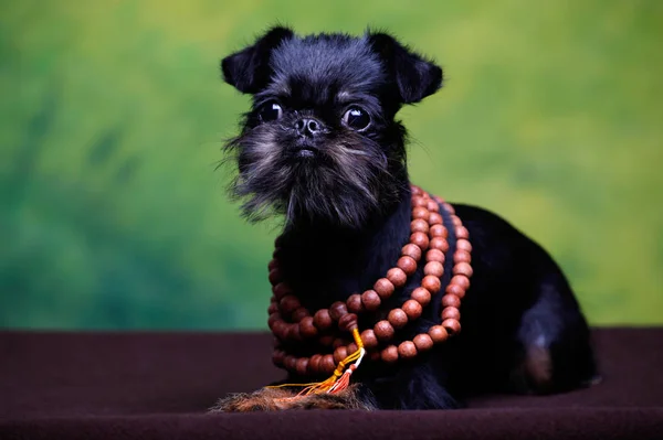 犬グリフォン ビーズ インドのジュエリー — ストック写真