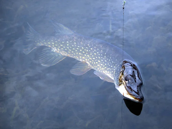 Astrachaň Pike Rybaření Letní Čas — Stock fotografie