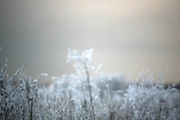 Зимний Фон Снежная Природа — стоковое фото