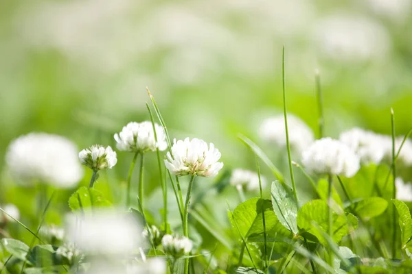 Hintergrund Zur Frühjahrszeit — Stockfoto