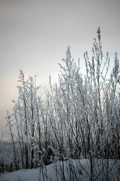 Winter Achtergrond Besneeuwde Natuur — Stockfoto