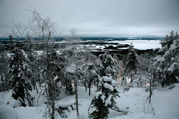 Zimní Pozadí Zasněžené Přírodě — Stock fotografie
