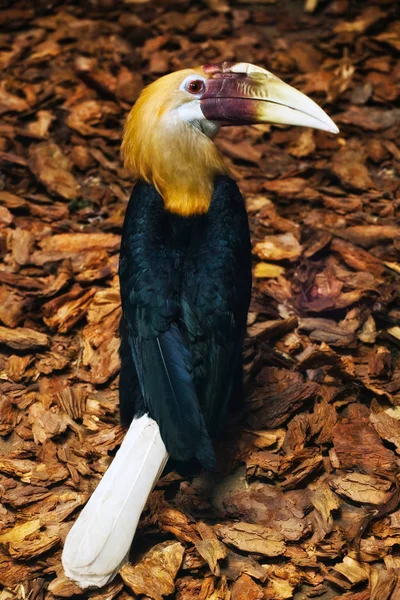 Pássaro Tropical Tucano Natureza Selvagem — Fotografia de Stock