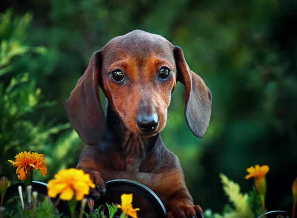 Dachshund Dog Giardino Estivo — Foto Stock