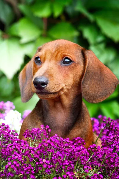 Dachshund Dog Summer Garden — Stock Photo, Image