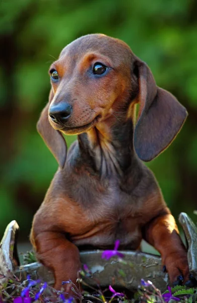 Teckel Hond Zomertuin — Stockfoto