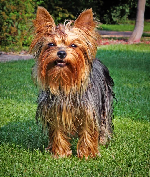 Perro Verano Jardín Temporada — Foto de Stock