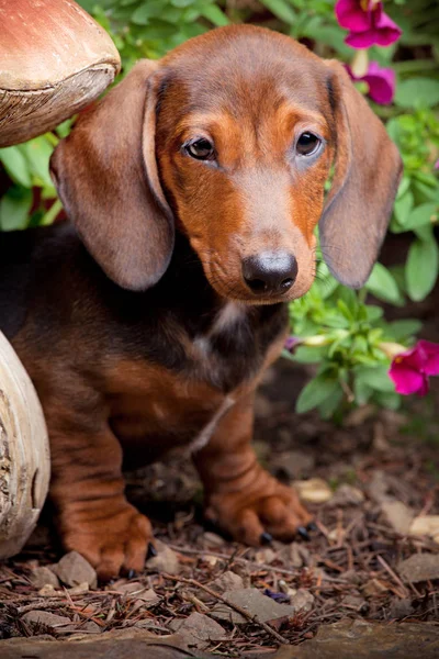 ダックスフント犬の夏の庭 — ストック写真