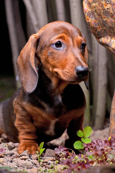 Dachshund Dog Jardim Verão — Fotografia de Stock