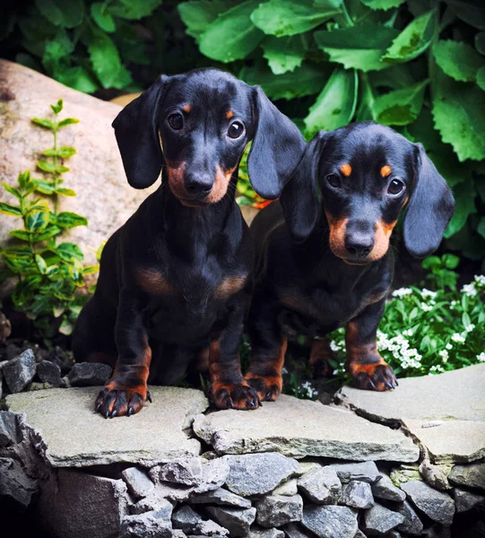 Dachshund Köpek Yaz Bahçesi — Stok fotoğraf