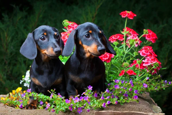 ダックスフント犬の夏の庭 — ストック写真