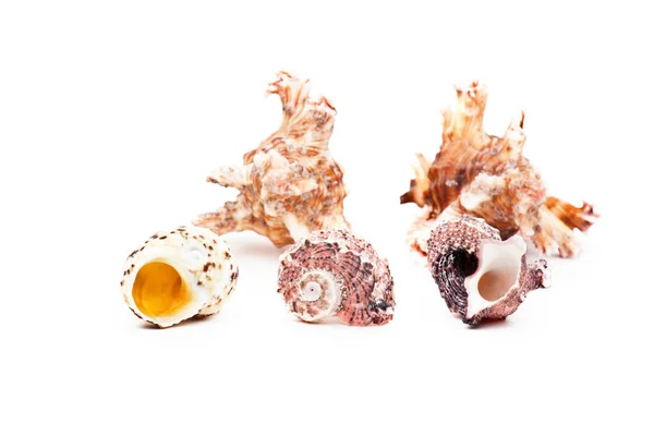 Sea Shell Studio Quality White Background — Stock Photo, Image