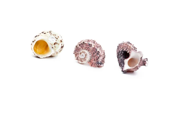 Sea Shell Studio Quality White Background — Stock Photo, Image