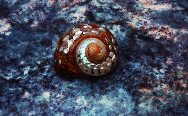 Sea Shell Studio Jakości Faktura Marmurowa — Zdjęcie stockowe