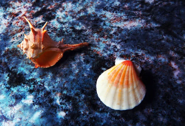 Sea Shell Studio Quality Marble Texture — Stock Photo, Image