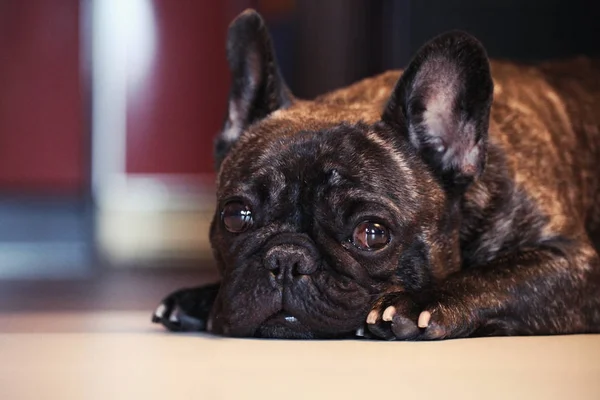 Funny French Bulldog Home Dnia Niedziela — Zdjęcie stockowe