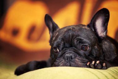 Komik siyah Fransız Bulldog ev gün 