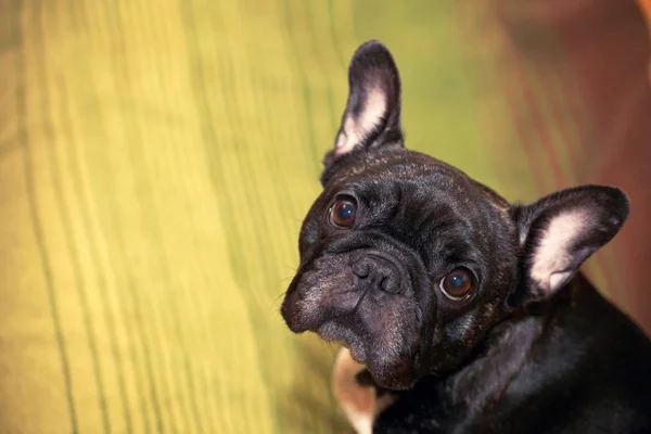 Grappig Zwarte Franse Bulldog Huis Dag — Stockfoto