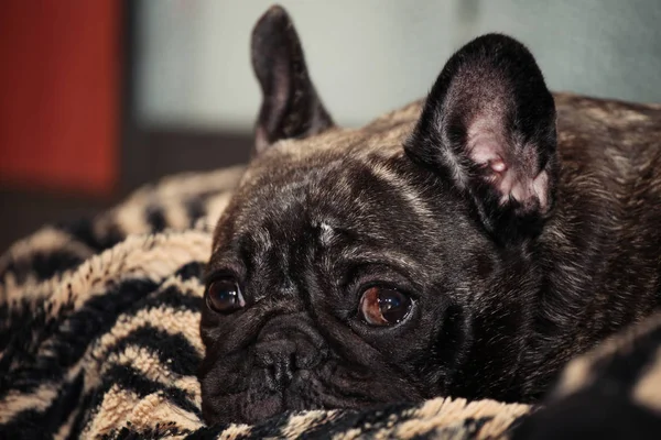 Funny Czarny French Bulldog Home Dnia — Zdjęcie stockowe