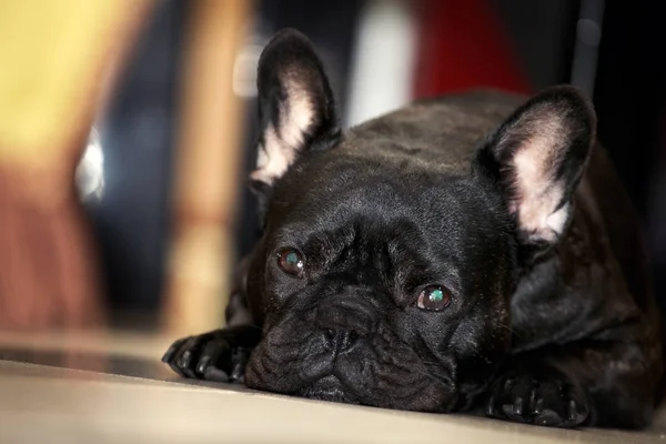 Funny Czarny French Bulldog Home Dnia — Zdjęcie stockowe